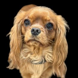 Sky - Cavalier King Charles Spaniel