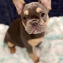 Lilac girl - Tricolors female French Bulldog puppy in Wagoner, Oklahoma from Frenchie Frys