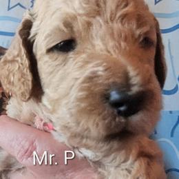 Mr. Potato Head - Red Collar - Apricot male Goldendoodle puppy in Citrus Heights, California from Grandpaw's Golden Doodles