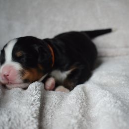 Bernese Mountain Dog Puppies from Valor