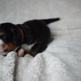 Bernese Mountain Dog Puppies from Valor