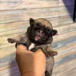 Maisy (pink) - Fawn female Pug puppy in Hereford, Arizona from Broken Road Ranch Pugs