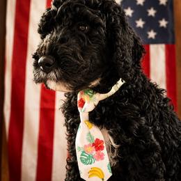 Indigo - Black male Goldendoodle puppy in Camden, North Carolina from Oopsie Doodles of NC