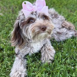 Miss Lacy - Goldendoodle