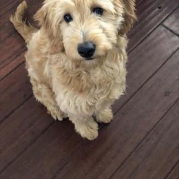 Bernedoodle and Goldendoodle Puppies from It’s A Puppy Thing