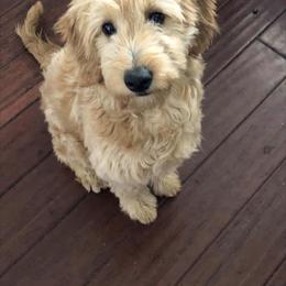 Bernedoodle and Goldendoodle Puppies from It’s A Puppy Thing