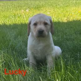 Lucky - Yellow male Labrador Retriever puppy in Tigard, Oregon from Morrison Labrador Retreivers