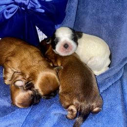 Shih Tzu Puppies from Adam & Eve Pups CT