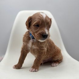 Charlie - Red  male Goldendoodle puppy in Creston, Ohio from Mini Doodles Dandy