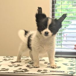 Harvey - White and black male Papillon puppy in Dorset, Ohio from Katies Papillons