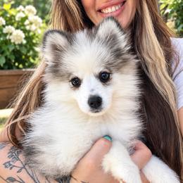 Dixie - Gray and white female Pomsky puppy in La Verne, California from Red Cedar Pomskies