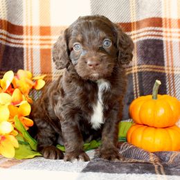 Lincoln - Brown male Cockapoo puppy in Morgan County, West Virginia from 'Capon Cuties