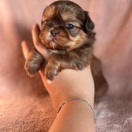 1 - Black and tan male Shih Tzu puppy in Las Vegas, Nevada from Vegas Shih Tzus