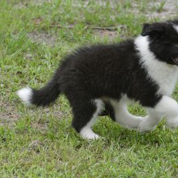 Border Collie Puppies from Shorewind Border Collies