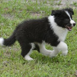 Border Collie Puppies from Shorewind Border Collies