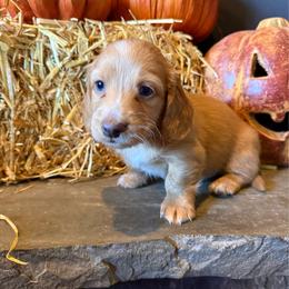 Gavroche - Red male Dachshund puppy in Eureka, California from Seaside Doxies