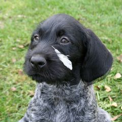 Bracco Italiano and German Wirehaired Pointer Puppies from Claddagh Kennel