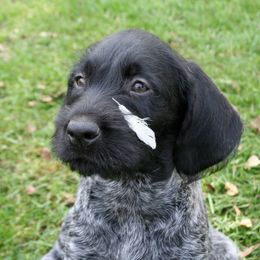Bracco Italiano and German Wirehaired Pointer Puppies from Claddagh Kennel