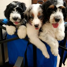 Aussiedoodle Puppies from Southwest Florida Doodles