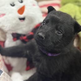 Ms.Purple-ALL BLACK - Black female German Shepherd puppy in Berlin, Wisconsin from Gypsy Miracle Kennels