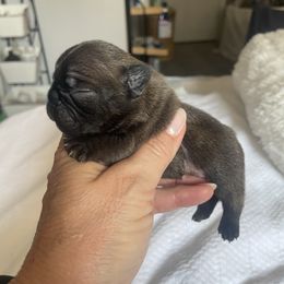 Girl 1 - Brindle female French Bulldog puppy in Shelbyville, Kentucky from Hidden Hickories Farm