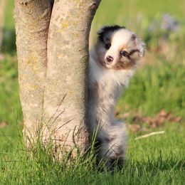 Australian Shepherds and Toy Australian Shepherds from Twin Lakes Ridge Farm