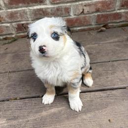 Ophelia - Blue merle female Australian Shepherd puppy in Yelm, Washington from Country Rose Australian Shepherds