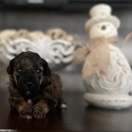 Tundra - Sable female Poodle puppy in Quitman, Mississippi from P&D Palace
