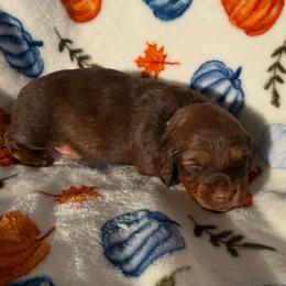 Rory - Chocolate male Dachshund puppy in Humphreys, Missouri from Foster’s Dachshunds