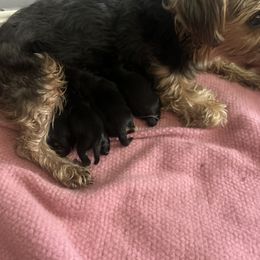 Boy 3 - male Yorkshire Terrier puppy in Cranston, Rhode Island from The Perfect Yorkie