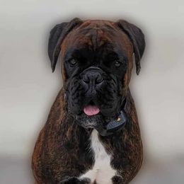 Raina - Boxer