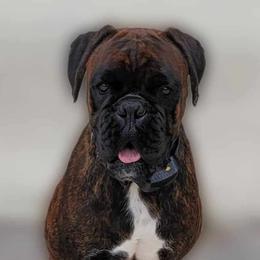 Raina - Boxer
