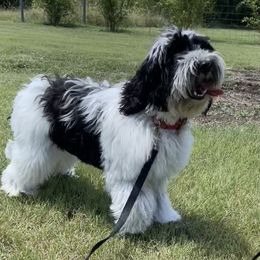 Ramsey - Australian Labradoodle