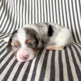 RB FEMALE 2 - Dapple female Dachshund puppy in Elkhart, Indiana from Hart City Dachshunds