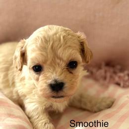 Smoothie - Apricot female Maltipoo puppy in Wendell, North Carolina from Teddys Teddy Bears