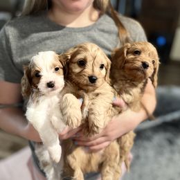 Cavapoo puppies from BriarCreek Mini Aussies & Doodles