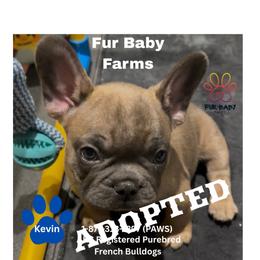Kevin - Blue fawn male French Bulldog puppy in Michigan from Fur Baby Farms