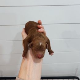 Chocolate - Red  male Goldendoodle puppy in Rio Linda, California from GoldendoodlePaw