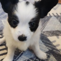 Chloe - White and black female Papillon puppy in Vass, North Carolina from Leslie's Papillons