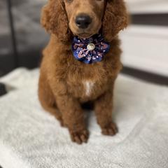 Blue collar - Red  male Poodle puppy in Riverside, California from Riverside red poodles