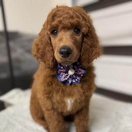 Blue collar - Red  male Poodle puppy in Riverside, California from Riverside red poodles