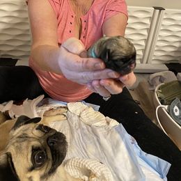 Boy 3 - Fawn Pug puppy in Live Oak, Florida from Heartstring Pugs