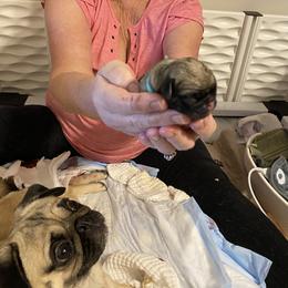 Boy 3 - Fawn Pug puppy in Live Oak, Florida from Heartstring Pugs
