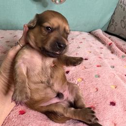 Red collar - Wild boar male Dachshund puppy in Live Oak, Florida from The Weenie Herd Mom