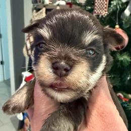 Boy 2 - Liver male Miniature Schnauzer puppy in Avondale, Arizona from Campos Schnauzers