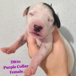 Ditto (Purple collar) - White and black female Dalmatian puppy in Raymondville, Missouri from Wagner's Dalmatian's
