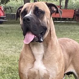 Jax - Boerboel