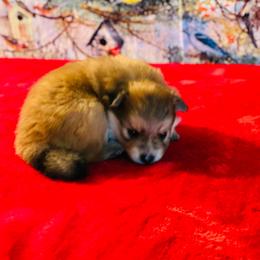 Harper 1550 - Tri-colored female Pomeranian puppy in Douglas, Georgia from Heartland small breeds