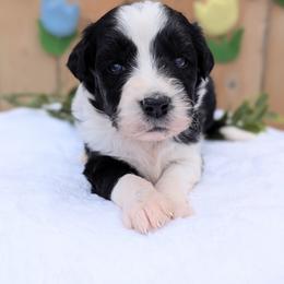 Purple collar - Black and white female Aussiedoodle puppy in Coulee City, Washington from Mr and Mrs Doodle Farm