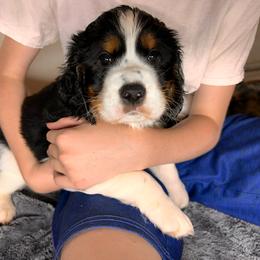 Gilbert - Black white and tan male English Springer Spaniel puppy in Battle Creek, Michigan from Eden Springer Spaniels